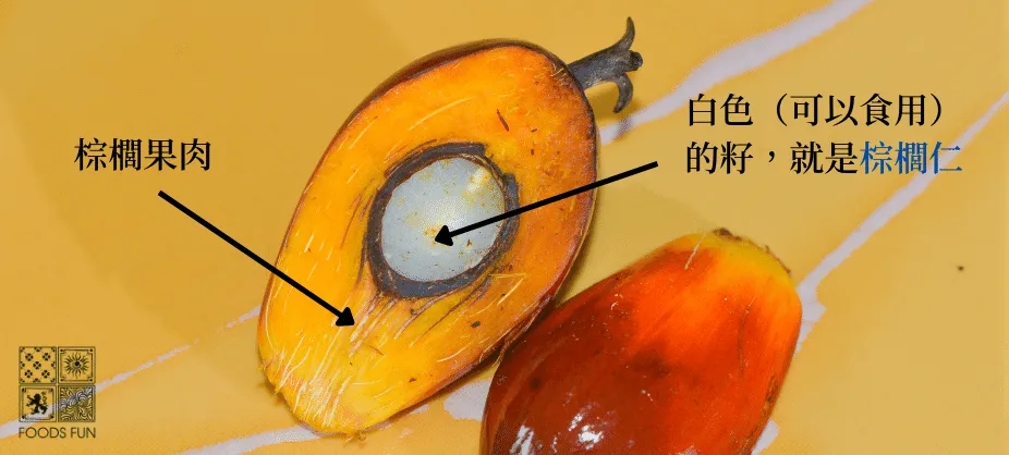 棕櫚果肉跟棕櫚果實的差異。