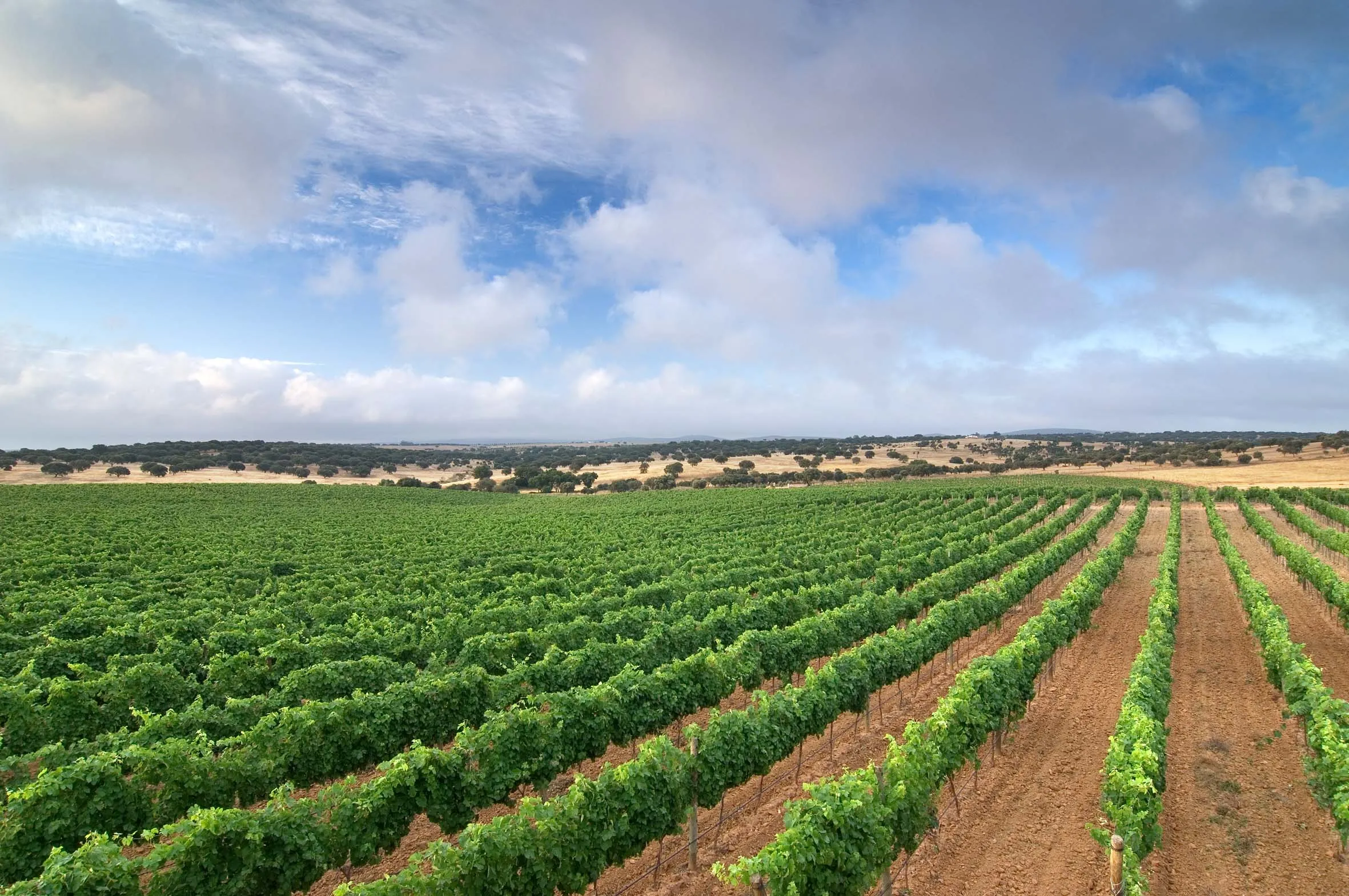 Arrepiado Winery
