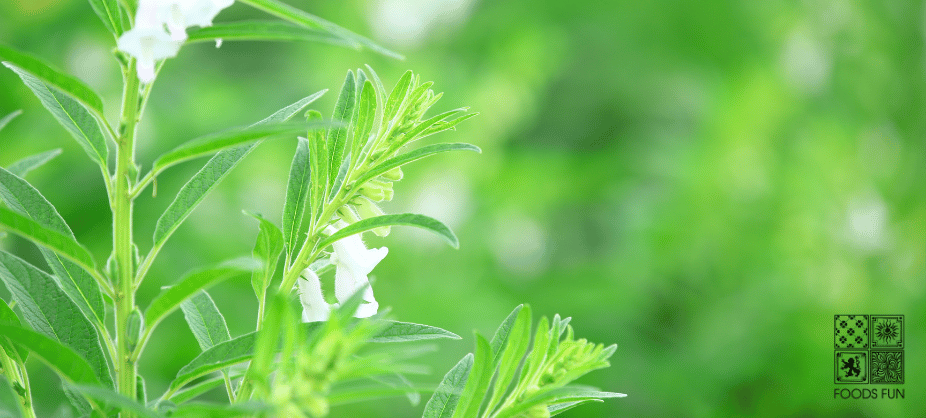 Image of a sesame plant